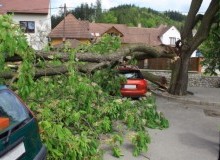 Kwikfynd Tree Cutting Services
afterlee