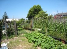 Kwikfynd Vegetable Gardens
afterlee